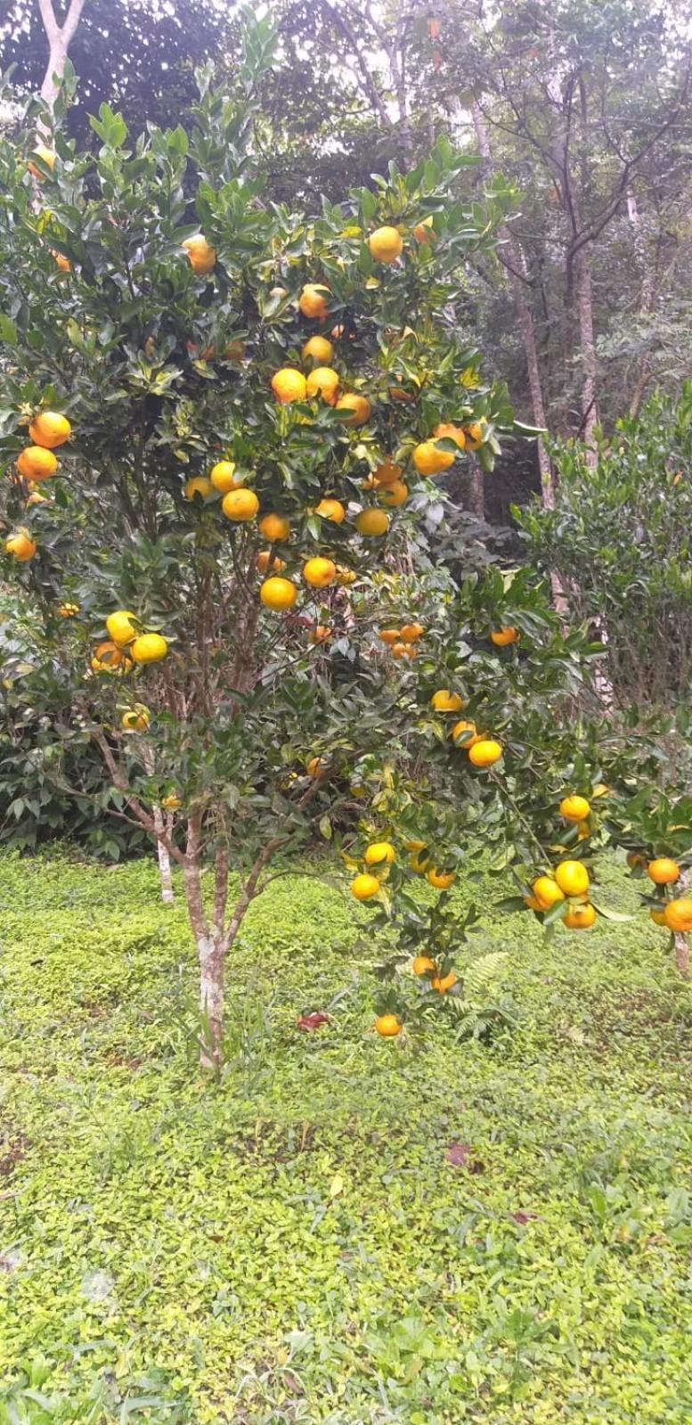 Fazenda Piloes Petropolis (Rio de Janeiro)
