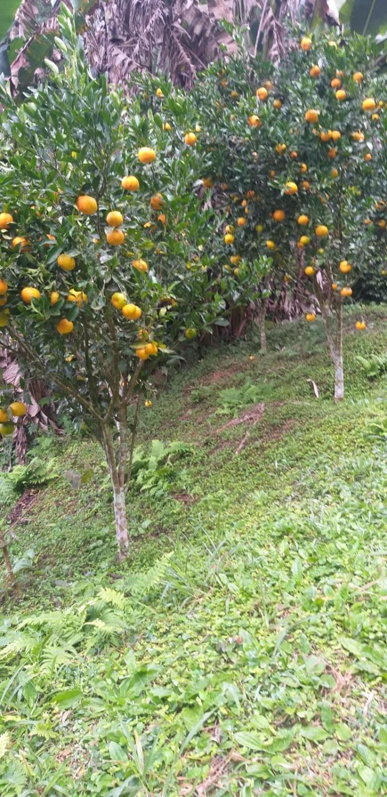 Farm stay Fazenda Piloes Petropolis (Rio de Janeiro)