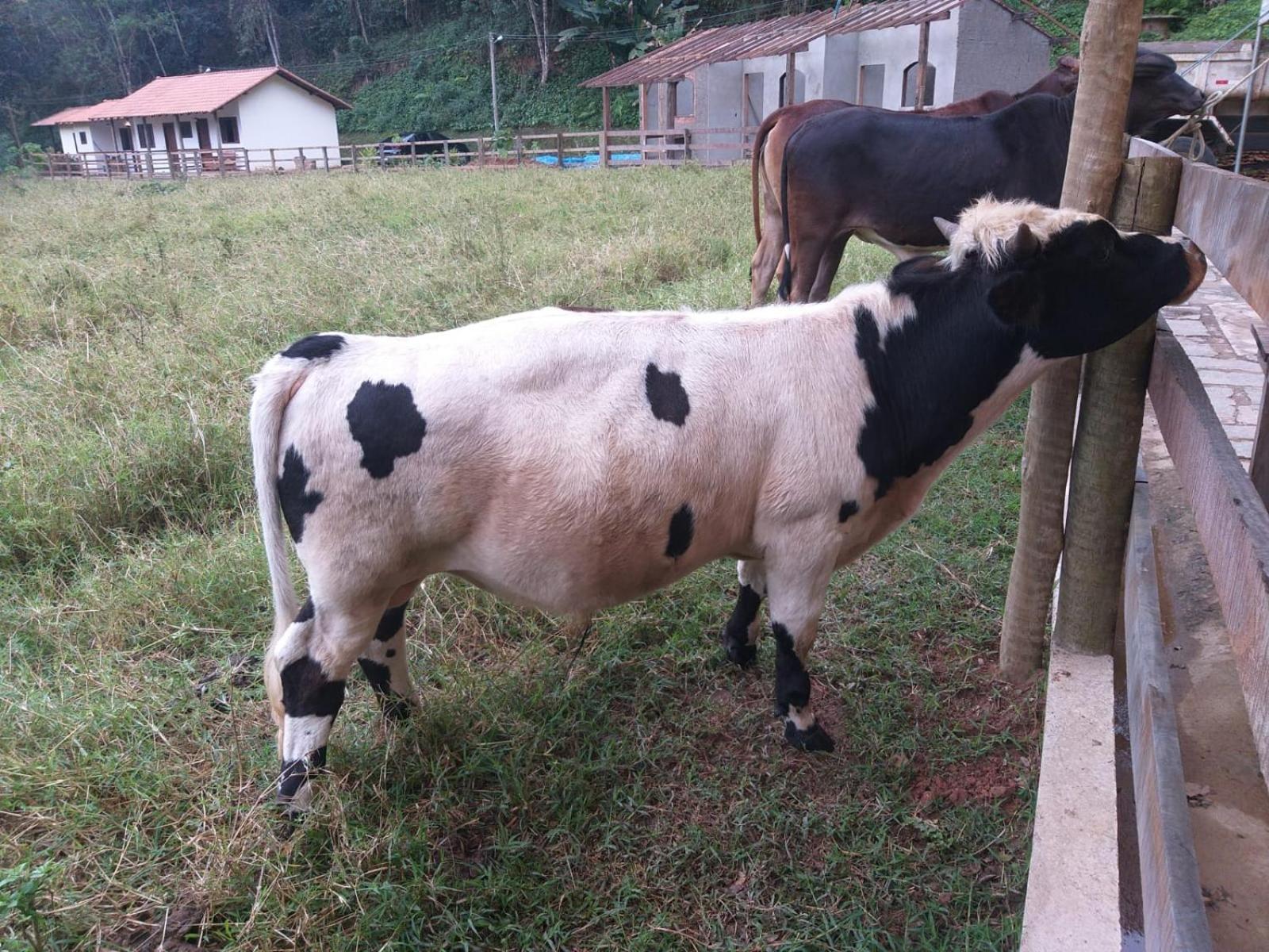 Fazenda Piloes Petropolis (Rio de Janeiro)
